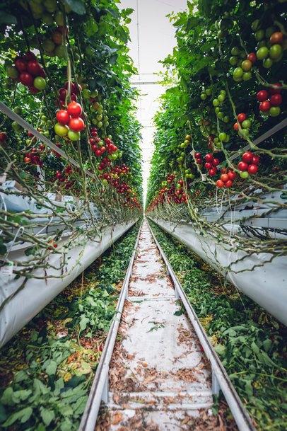 Vertical, versatile, and viable: Is this the farming of the future?